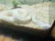 Boa Reptiles for sale in Beaumont, TX, USA. price: NA
