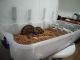 Boa Reptiles for sale in Union City, OH 45390, USA. price: NA