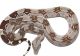 Boa Reptiles for sale in Coventry, RI, USA. price: $12,500