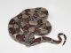 Boa Reptiles for sale in Baton Rouge, LA, USA. price: NA