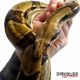 Boa Reptiles for sale in NJ-17, Paramus, NJ 07652, USA. price: $130