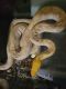 Boa constrictor Reptiles for sale in Northglenn, CO, USA. price: NA