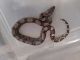 Boa constrictor Reptiles for sale in Tampa, FL, USA. price: $200