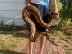 Boa constrictor Reptiles for sale in Fort Worth, TX 76133, USA. price: $600