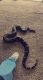 Boa constrictor Reptiles for sale in Aliquippa, PA 15001, USA. price: $400