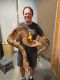 Boa constrictor Reptiles for sale in Panama City, FL, USA. price: $300