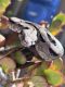 Boa constrictor Reptiles for sale in Carmel-By-The-Sea, CA 93921, USA. price: NA