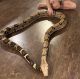 Boa constrictor Reptiles for sale in Fort Worth, TX, USA. price: $250