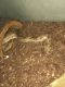 Boa constrictor Reptiles for sale in Philadelphia, PA, USA. price: NA