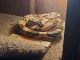 Boa constrictor Reptiles for sale in Ridgefield, WA 98642, USA. price: NA