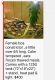 Boa constrictor Reptiles for sale in Hammond, IN, USA. price: $400
