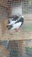 Bobwhite Quail Birds for sale in Conyers, GA, USA. price: NA