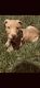 Boerboel Puppies for sale in Gulf Shores, AL 36542, USA. price: NA