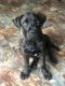 Boerboel Puppies for sale in Fort Washington, MD, USA. price: NA