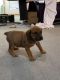 Boerboel Puppies for sale in Texas City, TX, USA. price: $300