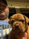 Boerboel Puppies for sale in Dallas, TX, USA. price: $3,500