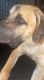 Boerboel Puppies for sale in Humble, TX, USA. price: $2,500