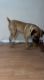 Boerboel Puppies for sale in Humble, TX, USA. price: $1,400