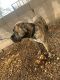 Boerboel Puppies for sale in Tempe, AZ, USA. price: NA