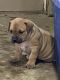 Boerboel Puppies for sale in Guysville, OH, USA. price: NA