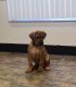 Boerboel Puppies for sale in Canandaigua, NY 14424, USA. price: $3,500