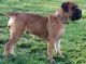 Boerboel Puppies for sale in North Bergen, NJ 07047, USA. price: NA