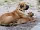 Boerboel Puppies for sale in Lake Helen, FL, USA. price: NA