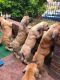 Boerboel Puppies for sale in New York, NY, USA. price: $3,500