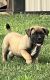 Boerboel Puppies for sale in Guysville, OH, USA. price: $2,200