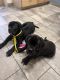 Boerboel Puppies for sale in Bradenton, FL, USA. price: $2,000