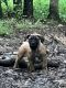 Boerboel Puppies for sale in Guysville, OH, USA. price: NA