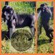 Boerboel Puppies for sale in Bulls Gap, TN 37711, USA. price: $3,000