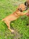 Boerboel Puppies for sale in Hollywood, FL, USA. price: $3,500