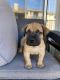 Boerboel Puppies for sale in Brentwood, CA 94513, USA. price: $500