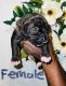 Boerboel Puppies for sale in Kissimmee, FL 34759, USA. price: $1,500