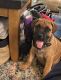 Boerboel Puppies for sale in Waldorf, MD, USA. price: $500