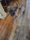 Boerboel Puppies for sale in Providence, RI, USA. price: $2,500