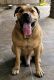 Boerboel Puppies for sale in Citra, FL 32113, USA. price: $3,000