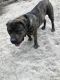 Boerboel Puppies for sale in Tampa, FL, USA. price: $2,000