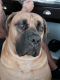 Boerboel Puppies for sale in Waldorf, MD, USA. price: $4,000