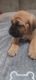 Boerboel Puppies for sale in Waldorf, MD, USA. price: NA