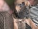 Boerboel Puppies for sale in Springfield, MA, USA. price: NA
