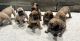Boerboel Puppies for sale in Enterprise, AL 36330, USA. price: $2,500