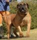 Boerboel Puppies for sale in Sedgewickville, MO 63743, USA. price: NA