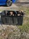 Boerboel Puppies for sale in Bedford, Ohio. price: $2,500