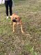 Boerboel Puppies for sale in Osteen, Florida. price: $1,200