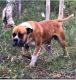 Boerboel Puppies for sale in Sydney, New South Wales. price: $3,500