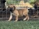 Boerboel Puppies for sale in Edinburg, TX, USA. price: $1,000