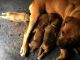 Boerboel Puppies for sale in Henagar, AL, USA. price: NA