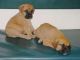 Boerboel Puppies for sale in Roseville, CA, USA. price: NA
